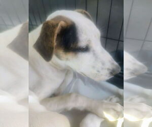 Labrador Retriever-Unknown Mix Dogs for adoption in Pena Blanca, NM, USA