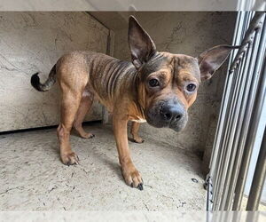 Mutt Dogs for adoption in Oklahoma City, OK, USA