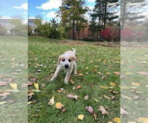 Mutt Dogs for adoption in Garden City, NY, USA