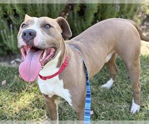 Mutt Dogs for adoption in Martinez, CA, USA