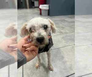 Mutt Dogs for adoption in New York, NY, USA