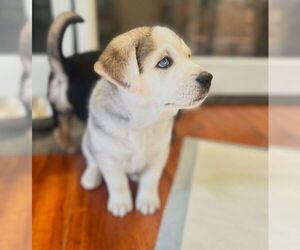 Labrador Retriever-Unknown Mix Dogs for adoption in Dana Point, CA, USA