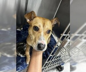 American Staffordshire Terrier-Unknown Mix Dogs for adoption in Tallahassee, FL, USA