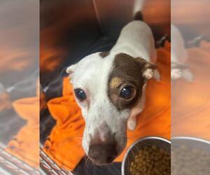 Chihuahua-Unknown Mix Dogs for adoption in Tallahassee, FL, USA