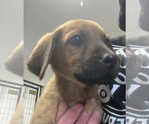 Labrador Retriever-Unknown Mix Dogs for adoption in Bolivar, MO, USA