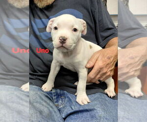 Mutt Dogs for adoption in South Bend, IN, USA