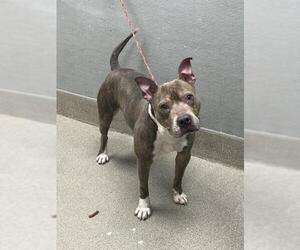American Pit Bull Terrier-Unknown Mix Dogs for adoption in Las Vegas, NV, USA