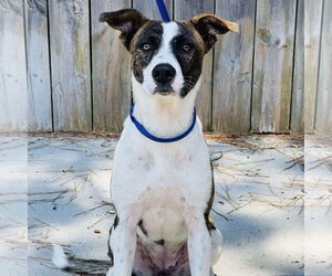 Mutt Dogs for adoption in Rockaway, NJ, USA