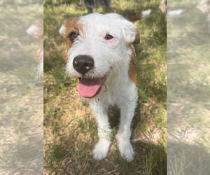 Jack Russell Terrier-Unknown Mix Dogs for adoption in Grafton, WI, USA