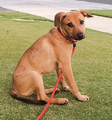 Dachshund-Labrador Retriever Mix Dogs for adoption in Huntington Beach, CA, USA