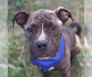 American Staffordshire Terrier-Unknown Mix Dogs for adoption in San Antonio, TX, USA