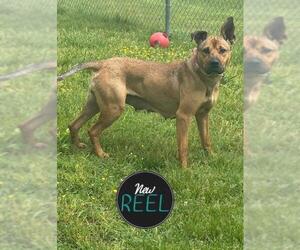 Black Mouth Cur-German Shepherd Dog Mix Dogs for adoption in Forestville, MD, USA