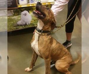 Medium Photo #1 Boxer Puppy For Sale in Hamilton, GA, USA