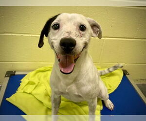 Parson Russell Terrier-Unknown Mix Dogs for adoption in Tavares, FL, USA