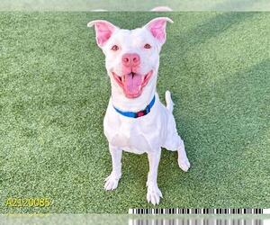 American Pit Bull Terrier-Unknown Mix Dogs for adoption in West Palm Beach, FL, USA