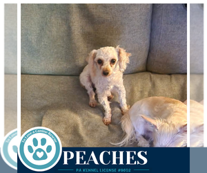 Mutt Dogs for adoption in Kimberton, PA, USA