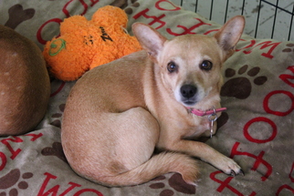 Chi-Corgi Dogs for adoption in Phoenix , AZ, USA