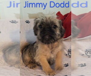 Pug-Shih Tzu Mix Dogs for adoption in San Bernardino, CA, USA