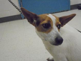 Jack-A-Bee Dogs for adoption in Gulfport, MS, USA