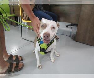 American Pit Bull Terrier-Unknown Mix Dogs for adoption in Temple, TX, USA