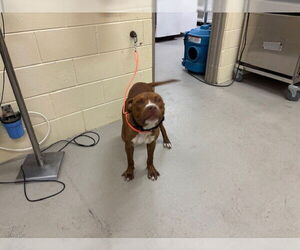 American Pit Bull Terrier Dogs for adoption in Sanford, FL, USA