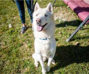 Huskies -Unknown Mix Dogs for adoption in Elmsford, NY, USA
