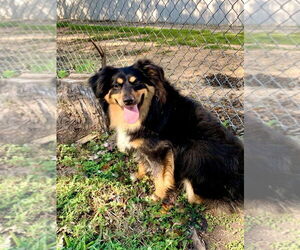 Australian Shepherd Dogs for adoption in San Leon, TX, USA
