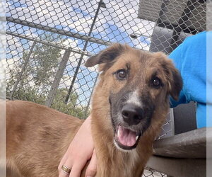 German Shepherd Dog-Unknown Mix Dogs for adoption in Denver, CO, USA