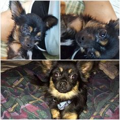 Medium Photo #1 Chihuahua Puppy For Sale in Gretna, FL, USA