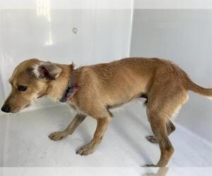 Chihuahua Dogs for adoption in Houston, TX, USA