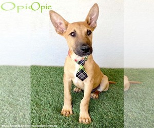 Carolina Dog-Unknown Mix Dogs for adoption in San Diego, CA, USA