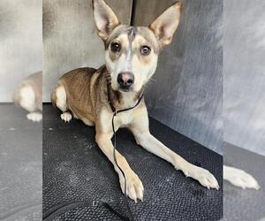 Siberian Husky-Unknown Mix Dogs for adoption in San Antonio, TX, USA