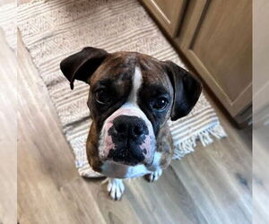 Boxer Dogs for adoption in Burnsville, MN, USA