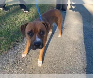Boxer Dogs for adoption in Orangeburg, SC, USA