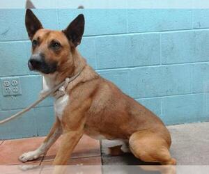 German Shepherd Dog Dogs for adoption in Downey, CA, USA