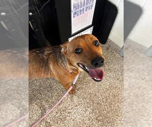 Labrador Retriever Dogs for adoption in Pueblo, CO, USA