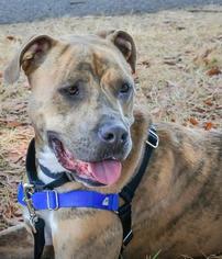 Affenpinscher-Dachshund Mix Dogs for adoption in dartmouth, MA, USA
