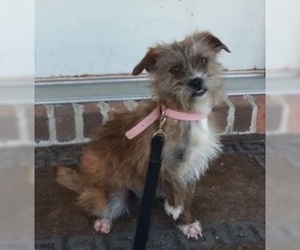 Mutt Dogs for adoption in Glenwood, GA, USA