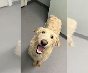 Golden Retriever Dogs for adoption in Lake City, MI, USA