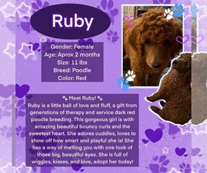 Poodle (Standard) Dogs for adoption in Rancho Cordova, CA, USA