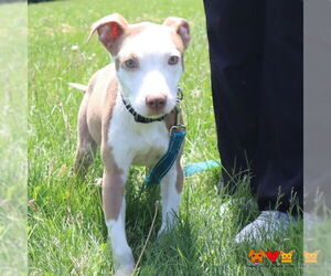 American Pit Bull Terrier Dogs for adoption in Center Township, PA, USA