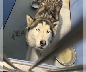 Alaskan Malamute-Unknown Mix Dogs for adoption in San Bernardino, CA, USA