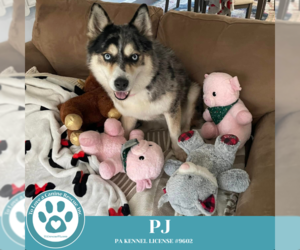 Australian Shepherd-Huskies  Mix Dogs for adoption in Kimberton, PA, USA