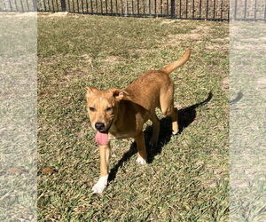 Labrador Retriever-Unknown Mix Dogs for adoption in The Woodlands, TX, USA