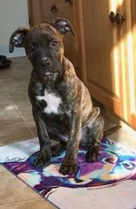 American Staffordshire Terrier-Boxer Mix Dogs for adoption in Minneapolis, MN, USA