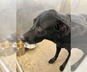 Labrador Retriever-Unknown Mix Dogs for adoption in La Porte, IN, USA