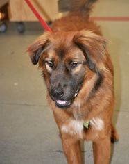 Leonberger Dogs for adoption in Atlanta, GA, USA