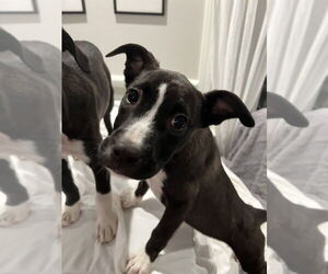 Medium Photo #3 American Pit Bull Terrier-Labrador Retriever Mix Puppy For Sale in Raleigh, NC, USA