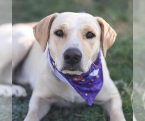 Labrador Retriever-Unknown Mix Dogs for adoption in San Antonio, TX, USA