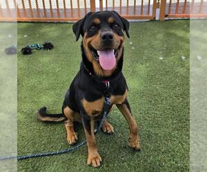Rottweiler-Unknown Mix Dogs for adoption in Las Vegas, NV, USA